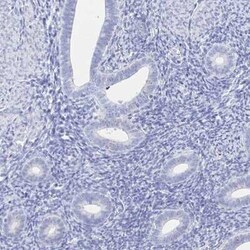 HspA4L Antibody, Novus Biologicals:Antibodies:Primary Antibodies
