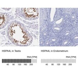 HspA4L Antibody, Novus Biologicals:Antibodies:Primary Antibodies