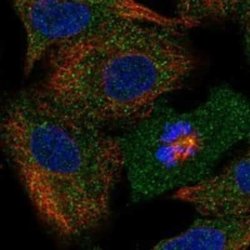 HspBP1 Rabbit anti-Human, Polyclonal, Novus Biologicals 100 &mu;g | Buy Online | Novus Biologicals | Fisher Scientific