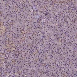 HspBP1 Antibody, Novus Biologicals 25 &mu;L, Unconjugated:Antibodies, Polyclonal
