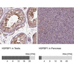 HspBP1 Antibody, Novus Biologicals 25 &mu;L, Unconjugated:Antibodies, Polyclonal