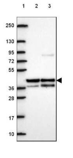 HspBP1 Antibody, Novus Biologicals 25 &mu;L, Unconjugated:Antibodies, Polyclonal