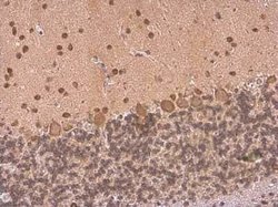 HuC Antibody, Novus Biologicals 100 &mu;g; Unconjugated:Antikörper