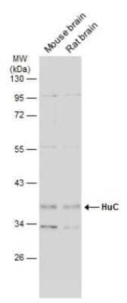 HuC Antibody, Novus Biologicals 100 &mu;g; Unconjugated:Antikörper