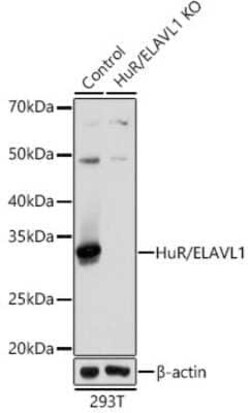 HuR/ELAVL1 Rabbit anti-Human, Mouse, Rat, Clone: 9Q6L3, Novus Biologicals 20 &mu;g | Buy Online | Bio-Techne | Fisher Scientific