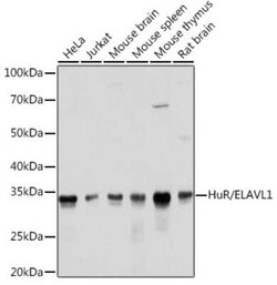 HuR/ELAVL1 Rabbit anti-Human, Mouse, Rat, Clone: 9Q6L3, Novus Biologicals 20 &mu;g | Buy Online | Bio-Techne | Fisher Scientific