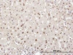 HuR/ELAVL1 Antibody (4G8), Novus Biologicals 0.1 mg, Unconjugated:Antibodies,
