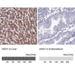 Hydroxyacid Oxidase-1/HAO-1 Antibody, Novus Biologicals 25 &mu;L; Unconjugated:Antibodies,