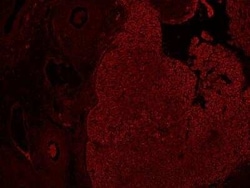 Hydroxyacid Oxidase-1/HAO-1 Antibody, Novus Biologicals 25 &mu;L; Unconjugated:Antibodies,