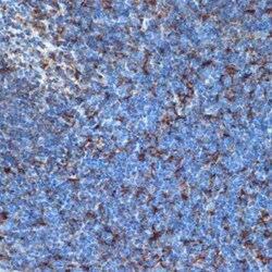 I-Ab Rabbit anti-Human, Mouse, Rat, Polyclonal, Novus Biologicals 20 &mu;g | Buy Online | Bio-Techne | Fisher Scientific