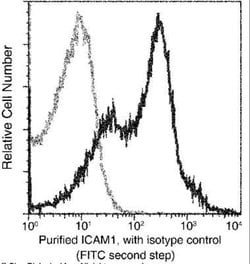ICAM-1/CD54 Rabbit anti-Rat, Clone: 37, Novus Biologicals:Antibodies:Primary