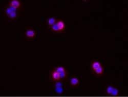 ICAM-1/CD54 Rabbit anti-Rat, Clone: 37, Novus Biologicals:Antibodies:Primary