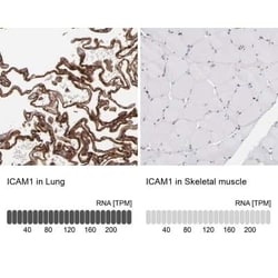 ICAM-1/CD54 Antibody, Novus Biologicals 25 &mu;L | Buy Online | Novus Biologicals | Fisher Scientific