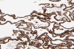 ICAM-1/CD54 Antibody, Novus Biologicals 25 &mu;L | Buy Online | Novus Biologicals | Fisher Scientific