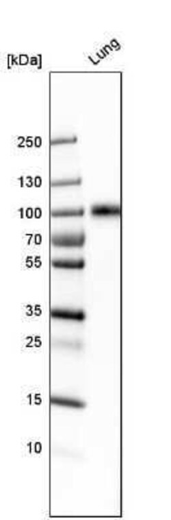 ICAM-1/CD54 Antibody, Novus Biologicals 0.1 mL | Buy Online | Novus Biologicals | Fisher Scientific