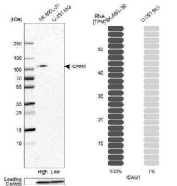 ICAM-1/CD54 Antibody, Novus Biologicals 25 &mu;L | Buy Online | Novus Biologicals | Fisher Scientific