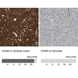ICAM-5 Antibody, Novus Biologicals:Antibodies:Primary Antibodies