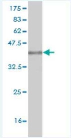ICAP-1 Antibody (3G4), Novus Biologicals 0.1 mg | Buy Online | Novus Biologicals | Fisher Scientific