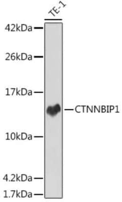 ICAT/CTNNBIP1 Rabbit anti-Human, Clone: 8F7O5, Novus Biologicals 100 &mu;g | Buy Online | Novus Biologicals | Fisher Scientific