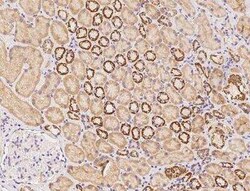 ICEBERG Antibody, Novus Biologicals 100 &mu;g; Unconjugated:Antibodies,