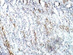 ICMT Antibody, Novus Biologicals 100 &mu;g | Buy Online | Novus Biologicals | Fisher Scientific