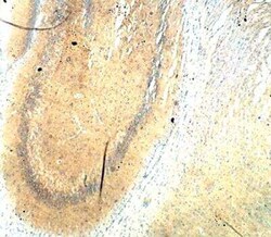 ICMT Antibody, Novus Biologicals 100 &mu;g | Buy Online | Novus Biologicals | Fisher Scientific