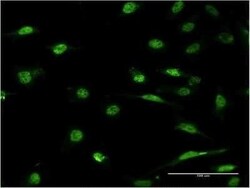 ID1 Antibody (3A9), Novus Biologicals 0.1 mg | Buy Online | Novus Biologicals | Fisher Scientific