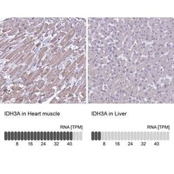 IDH3A Antibody, Novus Biologicals:Antibodies:Primary Antibodies