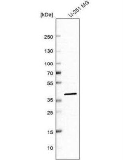 IDH3A Antibody, Novus Biologicals:Antibodies:Primary Antibodies