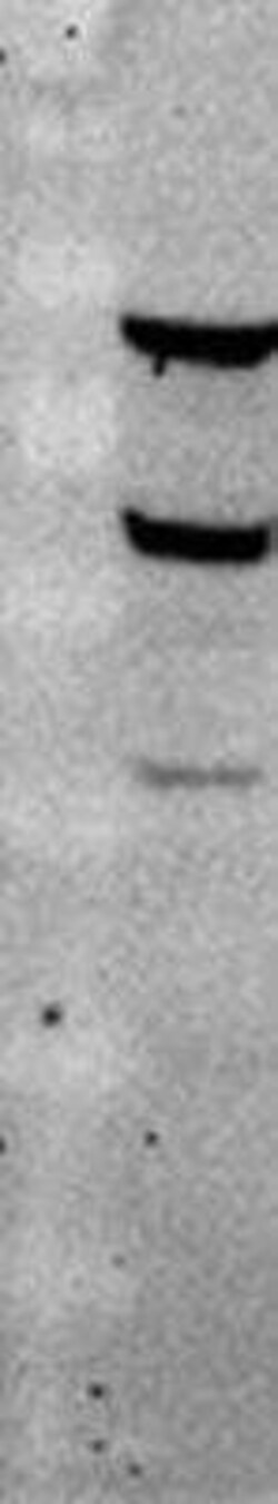 IDH3B Antibody, Novus Biologicals 0.1 mg | Buy Online | Novus Biologicals | Fisher Scientific