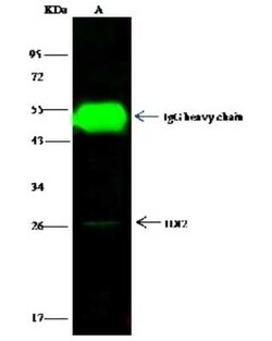IDI2 Antibody, Novus Biologicals 50 &mu;g, Unconjugated:Antibodies, Polyclonal