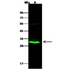IDI2 Antibody, Novus Biologicals 50 &mu;g, Unconjugated:Antibodies, Polyclonal
