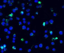 IFI16 Rabbit anti-Human, Mouse, Rat, Polyclonal, Novus Biologicals 0.025