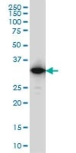 IFI35 Antibody (3H6), Novus Biologicals 0.1 mg, Unconjugated:Antibodies,