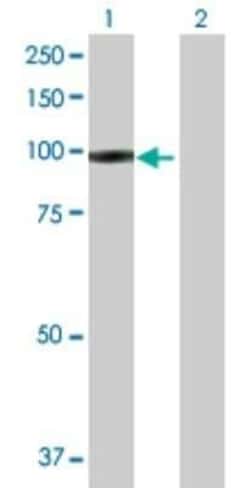 IFI35 Antibody, Novus Biologicals 0.1 mg | Buy Online | Novus Biologicals | Fisher Scientific