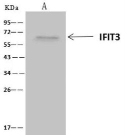 IFIT3 Antibody, Novus Biologicals 100 &mu;g; Unconjugated:Antibodies, Polyclonal