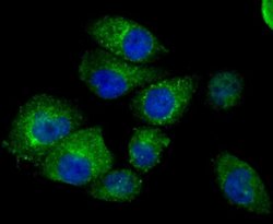IFITM3/Fragilis Rabbit anti-Human, Mouse, Clone: JU73-02, Novus Biologicals