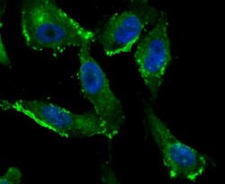 IFITM3/Fragilis Rabbit anti-Human, Mouse, Clone: JU73-02, Novus Biologicals
