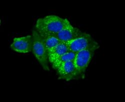 IFITM3/Fragilis Rabbit anti-Human, Mouse, Clone: JU73-02, Novus Biologicals