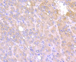 IFITM3/Fragilis Rabbit anti-Human, Mouse, Clone: JU73-02, Novus Biologicals