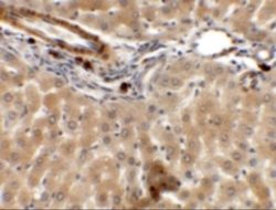 IFLTD1 Antibody - BSA Free, Novus Biologicals 0.1 mg | Buy Online | Novus Biologicals | Fisher Scientific