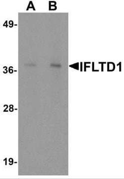 IFLTD1 Antibody - BSA Free, Novus Biologicals 0.1 mg | Buy Online | Novus Biologicals | Fisher Scientific