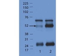 IFN Induced GTPase-like Protein Antibody, Novus Biologicals IFN Induced