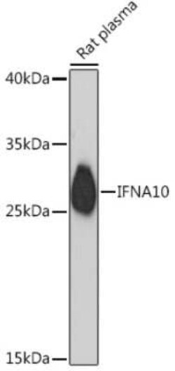 IFN-alpha C/IFN-alpha 10 Rabbit anti-Rat, Polyclonal, Novus Biologicals:Antibodies:Primary