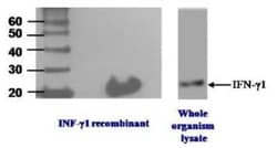 IFN-gamma Antibody (N3-P3A5 A10) - BSA Free, Novus Biologicals 0.025 mL | Buy Online | Novus Biologicals | Fisher Scientific