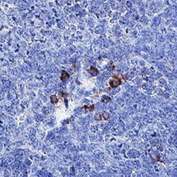 Mouse IFN-alpha 4 Antibody, R D Systems:Antibodies:Primary Antibodies