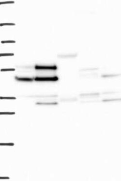 IFRD1 Rabbit anti-Human, Polyclonal, Novus Biologicals:Antibodies:Primary