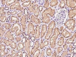 IFT122 Antibody, Novus Biologicals 100 &mu;g, Unconjugated:Antibodies,