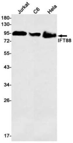 IFT88 Rabbit anti-Human, Mouse, Rat, Clone: S01-5D7, Novus Biologicals 25 &mu;g | Buy Online | Novus Biologicals | Fisher Scientific