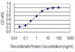 IGDCC3 Antibody (6B12), Novus Biologicals 100 &mu;g | Buy Online | Novus Biologicals | Fisher Scientific